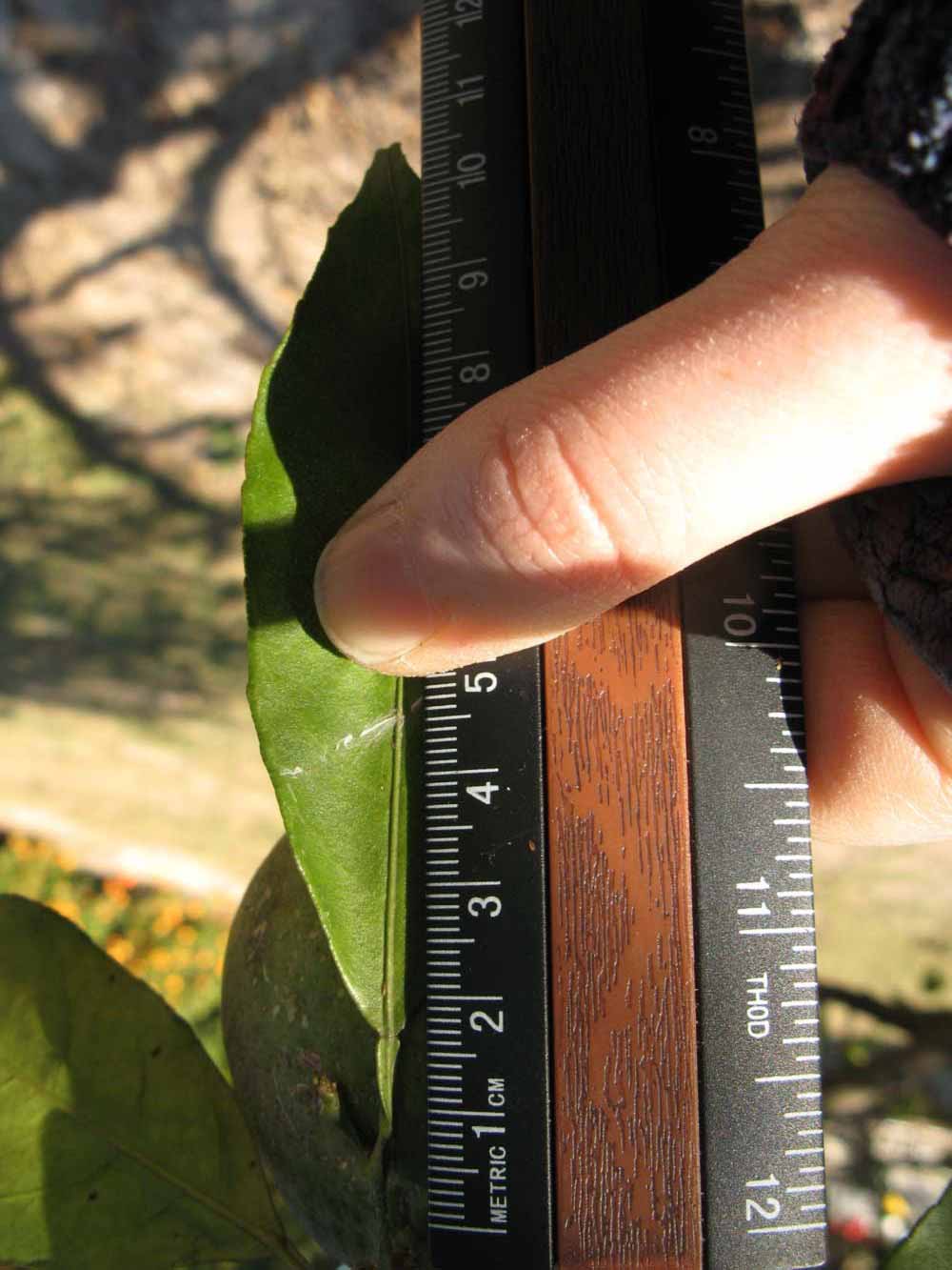              Unifoliolate leaf (Winter Haven, FL)       